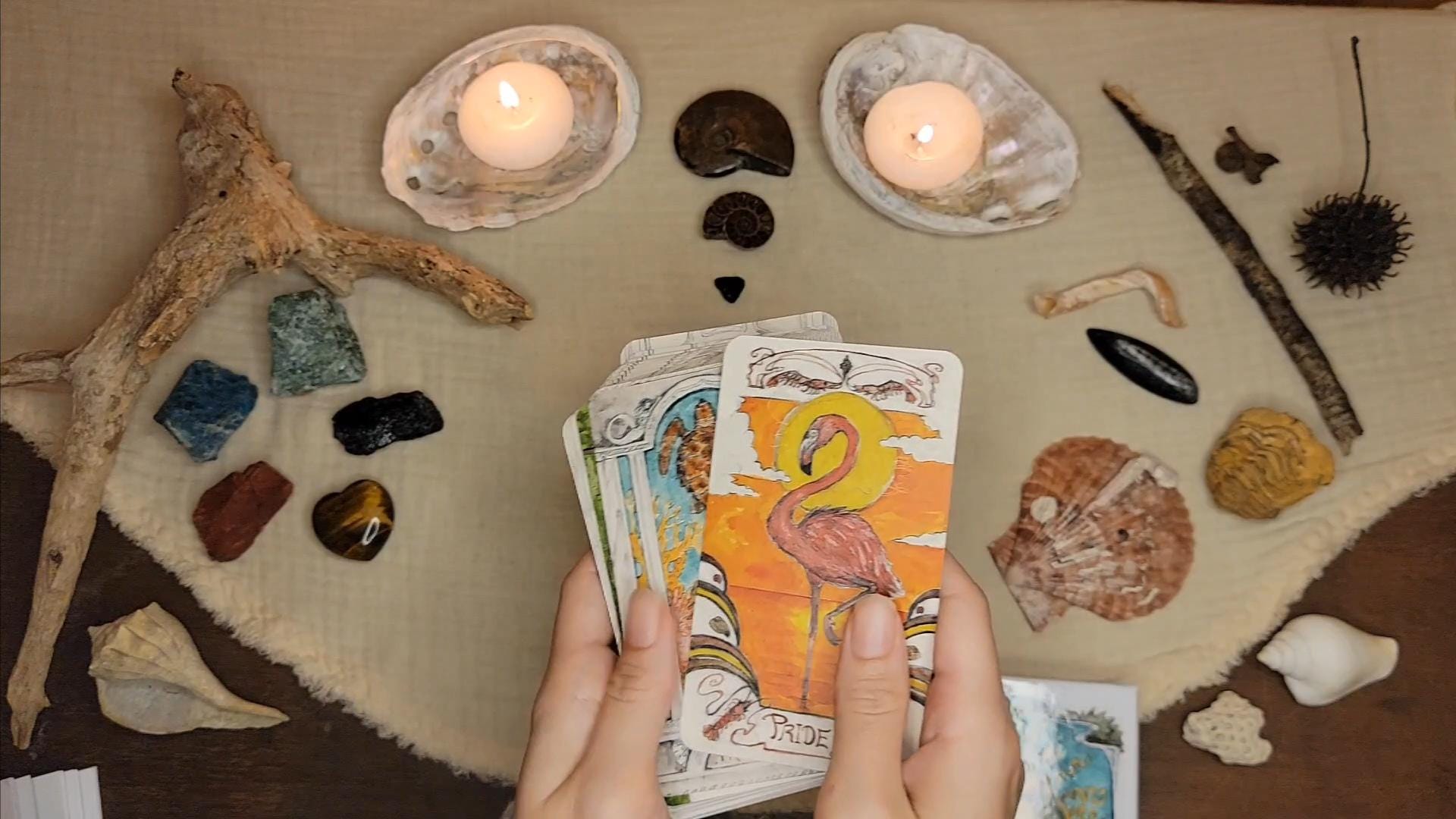 Floridian Mythos Oracle Deck Divination Nature Themed Tarot Cards