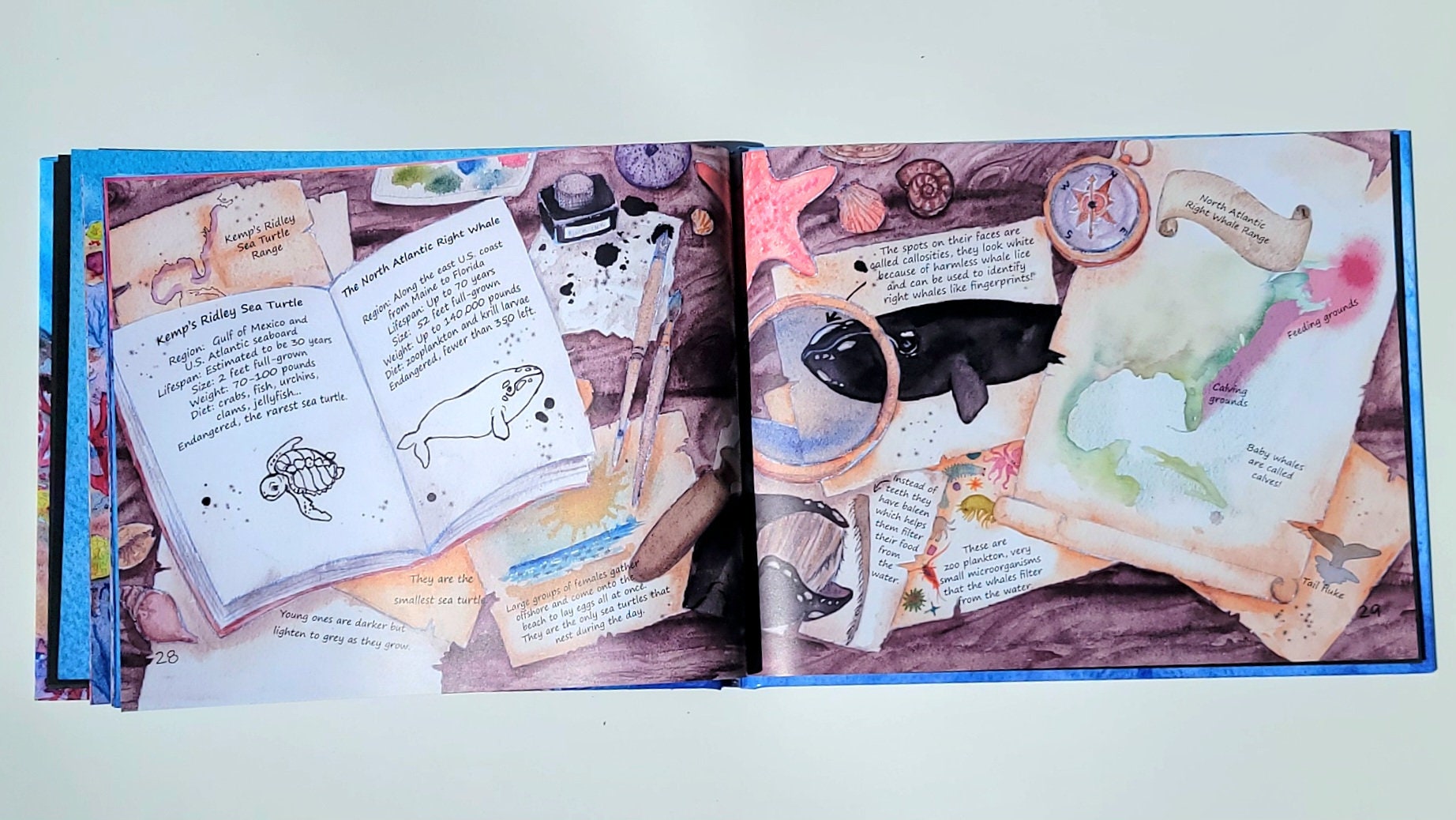 The Search for the Right Whale Children's Book