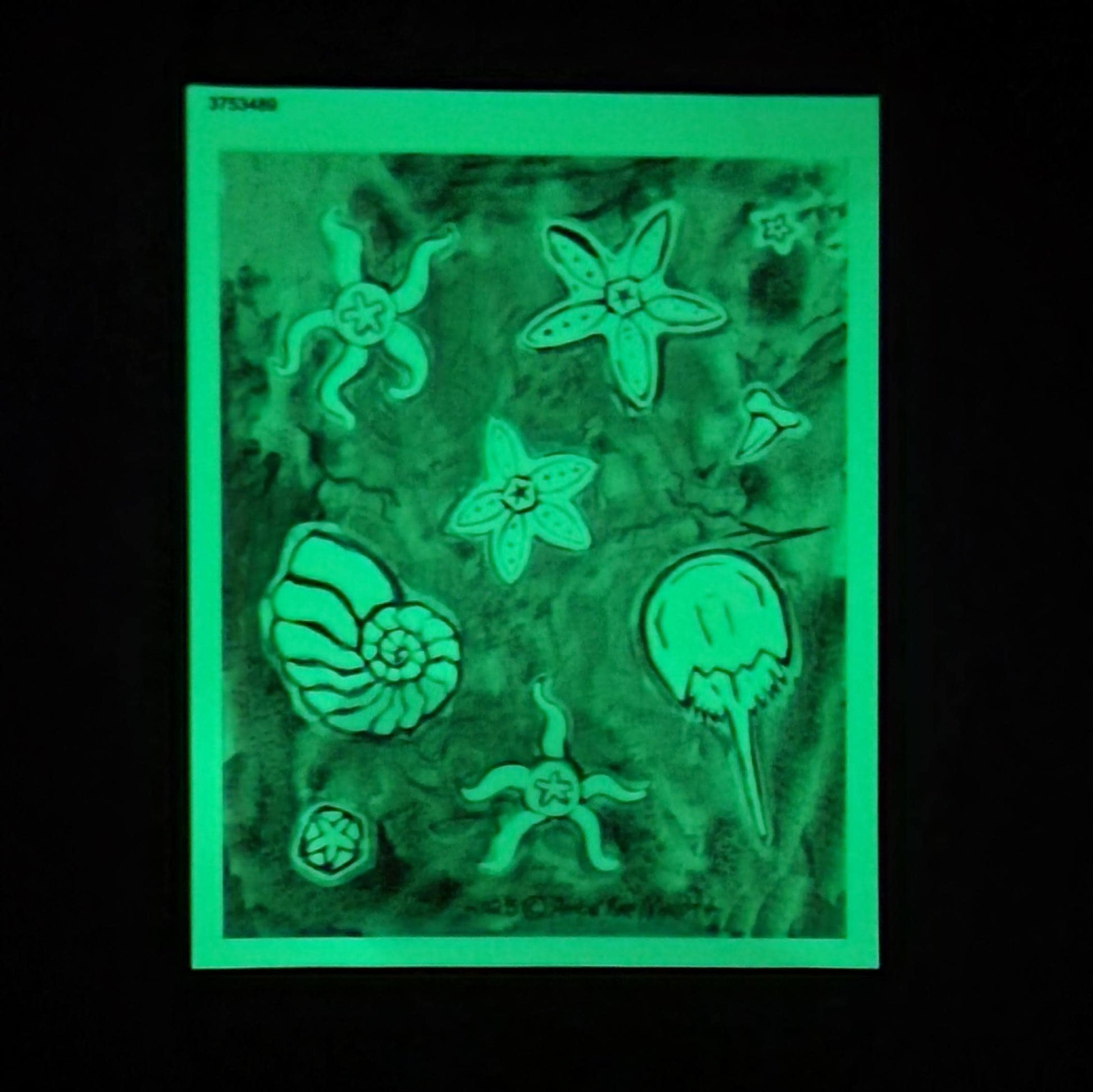 Sticker Sheet Glow in the Dark Fossil Sea Star Watercolor Art